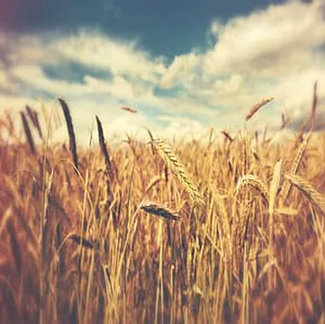 Michael Wann | The Field Of Dreams & The Merchants Of Death