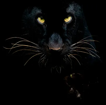 Merrily & Patrick Harpur | Mystery Big Cats, Daimons, & The Otherworld